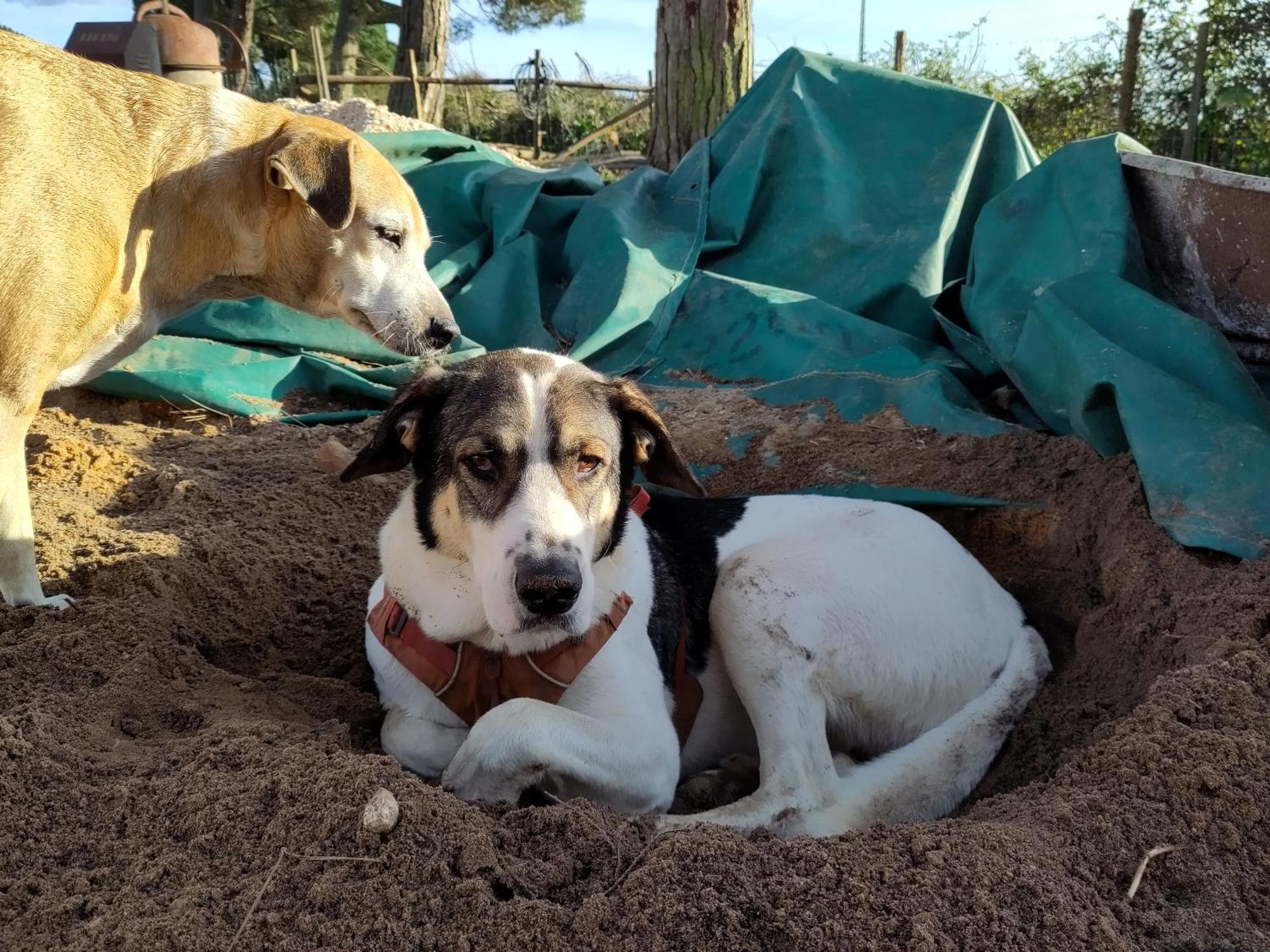 Hotel Cosy Nest In Animal Rescue Monte Dos Vagabundos São Teotónio Exteriér fotografie